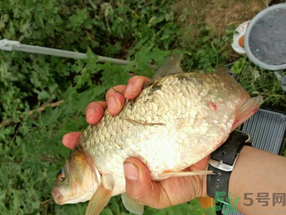 鯽魚死了多久不能吃？剛死的鯽魚能吃嗎？