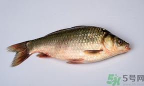 鯽魚死了多久不能吃？剛死的鯽魚能吃嗎？