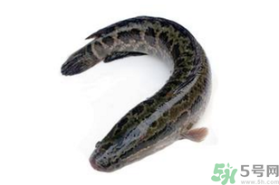 黑魚(yú)怎么洗掉身上的粘液？黑魚(yú)怎么洗才干凈？