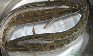 黑魚(yú)怎么洗掉身上的粘液？黑魚(yú)怎么洗才干凈？