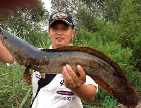 釣黑魚用什么餌？釣黑魚用什么餌最好？