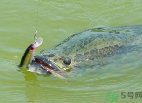 路亞釣黑魚用什么假餌？路亞釣黑魚用什么餌？