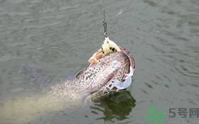 路亞釣黑魚用什么假餌？路亞釣黑魚用什么餌？