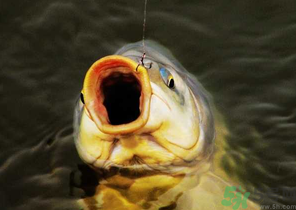 夜釣鯉魚用什么餌料？秋天夜釣鯉魚用什么餌料？