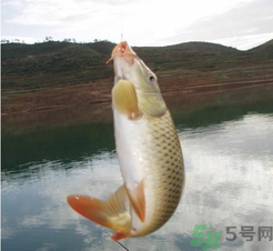 夜釣鯉魚用什么餌料？秋天夜釣鯉魚用什么餌料？