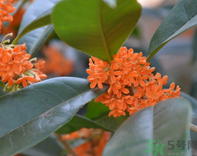 桂花可以做什么食物？桂花可以做什么吃的？