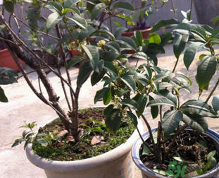 桂花可以做什么？新鮮桂花可以做什么？