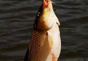 夜釣鯉魚用什么餌料？秋天夜釣鯉魚用什么餌料？