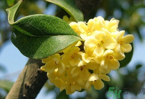 桂花一年開幾次花？桂花是幾月份開花？