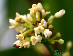 桂花一年開幾次花？桂花是幾月份開花？