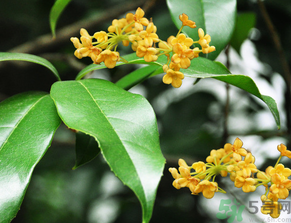  桂花什么季節(jié)開花？桂花什么時(shí)候開花？