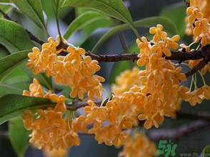  桂花什么季節(jié)開花？桂花什么時(shí)候開花？