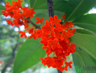  桂花什么季節(jié)開花？桂花什么時(shí)候開花？