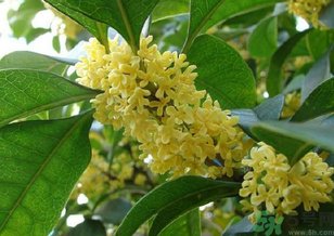 桂花是什么顏色？桂花有幾種顏色？