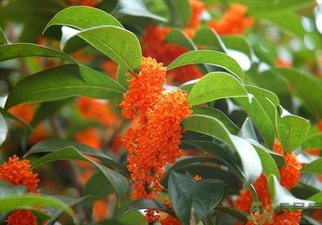 桂花是什么顏色？桂花有幾種顏色？