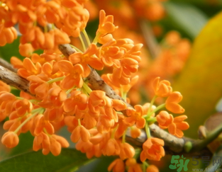 桂花可以做面膜嗎??桂花面膜制作方法 桂花可以做面膜嗎??桂花面膜制作方法