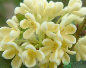 桂花怎么做香水？新鮮桂花怎么做香水？