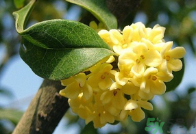 桂花不開花是什么原因?桂花不開花怎么辦? 桂花不開花是什么原因?桂花不開花怎么辦?