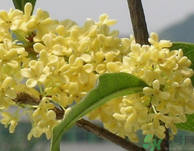 桂花不開花是什么原因?桂花不開花怎么辦? 桂花不開花是什么原因?桂花不開花怎么辦?