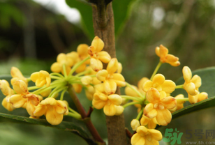 桂花不開花是什么原因?桂花不開花怎么辦? 桂花不開花是什么原因?桂花不開花怎么辦?