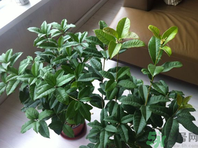 桂花可以放在臥室嗎？桂花放在臥室好嗎？