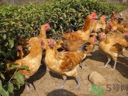 土雞和飼料雞一樣嗎?土雞和飼料雞的營養區別