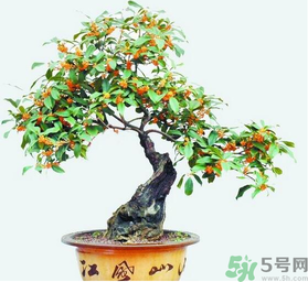桂花樹可以種在室內(nèi)嗎？桂花樹適合在室內(nèi)嗎？