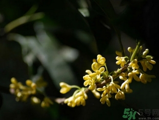 桂花酒的保質期是多少？桂花酒過期了能喝嗎？