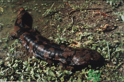 野生娃娃魚(yú)多少錢(qián)一斤？野生娃娃魚(yú)多少錢(qián)一條？