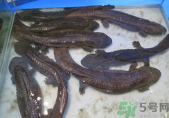 野生娃娃魚(yú)多少錢(qián)一斤？野生娃娃魚(yú)多少錢(qián)一條？