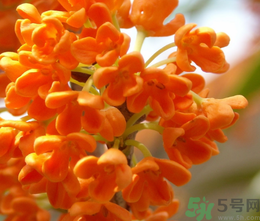 桂花和茶葉能一起泡嗎？桂花能和茶葉一起泡嗎？