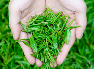 桂花和茶葉能一起泡嗎？桂花能和茶葉一起泡嗎？
