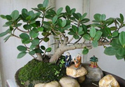 桂花樹可以種在室內嗎？桂花樹適合在室內嗎？