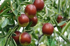 冬棗能泡茶喝嗎？泡茶喝用干冬棗好還是新鮮冬棗好？
