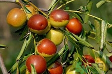 冬棗能泡茶喝嗎？泡茶喝用干冬棗好還是新鮮冬棗好？
