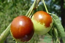 吃冬棗能補(bǔ)血嗎？吃冬棗為什么能補(bǔ)血？