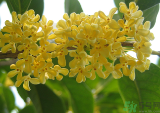 桂花和菊花可以一起泡茶嗎？桂花可以和能一起喝嗎？