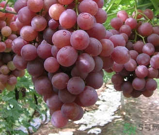 吃紅提要?jiǎng)兤幔考t提皮可以吃嗎？