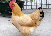 三黃雞多少錢一斤？三黃雞多少錢一只？