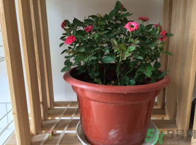 月季花可以放在室內嗎?月季花放在室內好嗎? 月季花可以放在室內嗎?月季花放在室內好嗎?