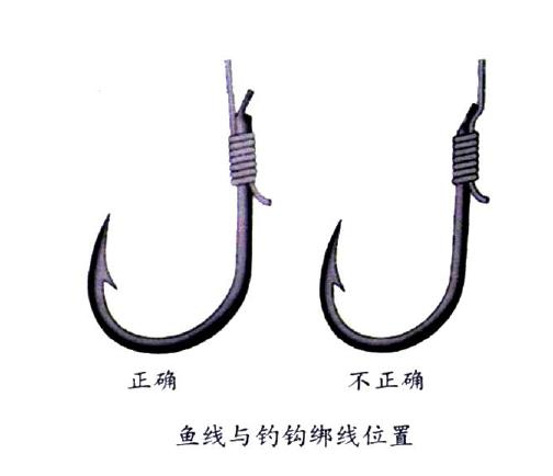 釣鯉魚用幾號鉤？釣鯉魚用什么鉤？
