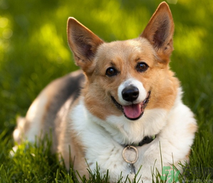 狂犬病的潛伏期最長(zhǎng)多長(zhǎng)？狗咬了會(huì)得狂犬病嗎？