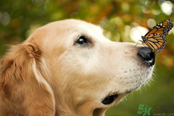狂犬病的潛伏期最長(zhǎng)多長(zhǎng)？狗咬了會(huì)得狂犬病嗎？