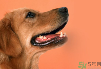 狂犬病的潛伏期最長(zhǎng)多長(zhǎng)？狗咬了會(huì)得狂犬病嗎？