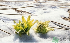 雪蓮花怎么吃？雪蓮花的功效作用