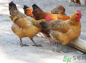 土雞多少錢一斤?土雞多少錢一只? 土雞多少錢一斤?土雞多少錢一只?