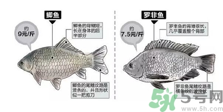 非洲鯽魚的營養價值 非洲鯽魚的功效與作用