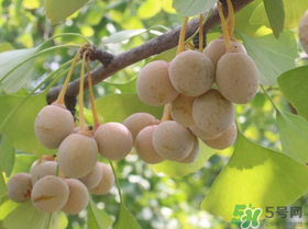 吃白果會過敏嗎?吃白果過敏了怎么辦? 吃白果會過敏嗎?吃白果過敏了怎么辦?