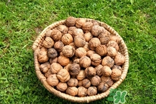 膽結(jié)石能吃核桃嗎？吃核桃能治膽結(jié)石嗎？