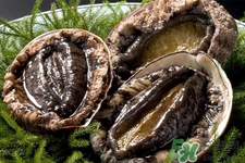 新鮮鮑魚可以放多久？活鮑魚怎樣存放時間更長？